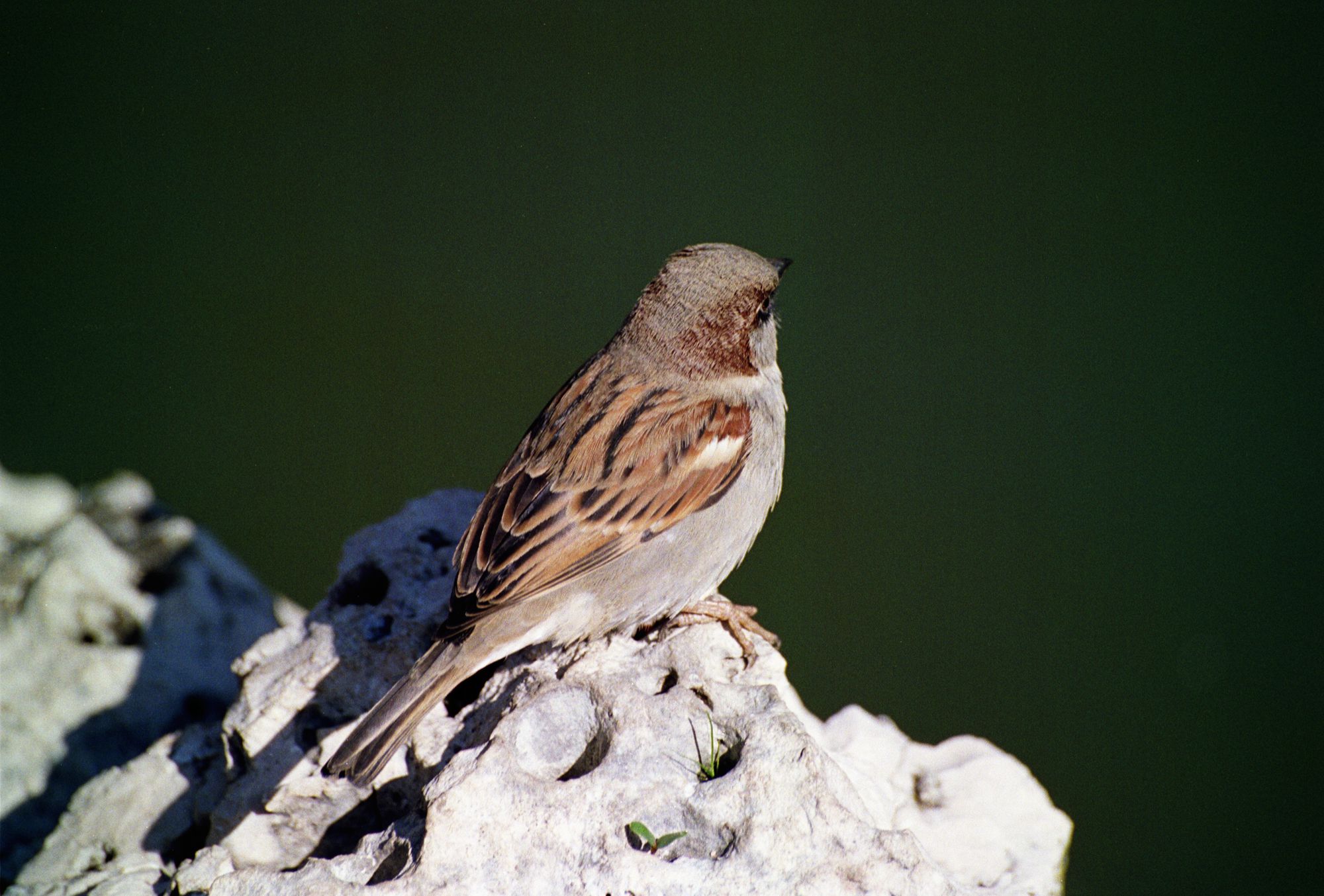 Bird at the Palacio de Cristal