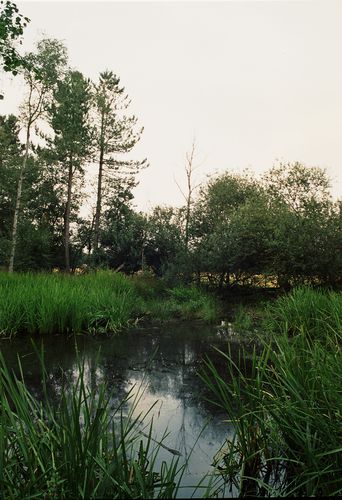 Bramfield Woods pond