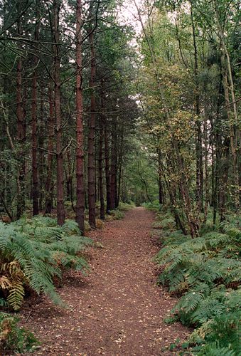 Broxbourne Wood - Straight Path