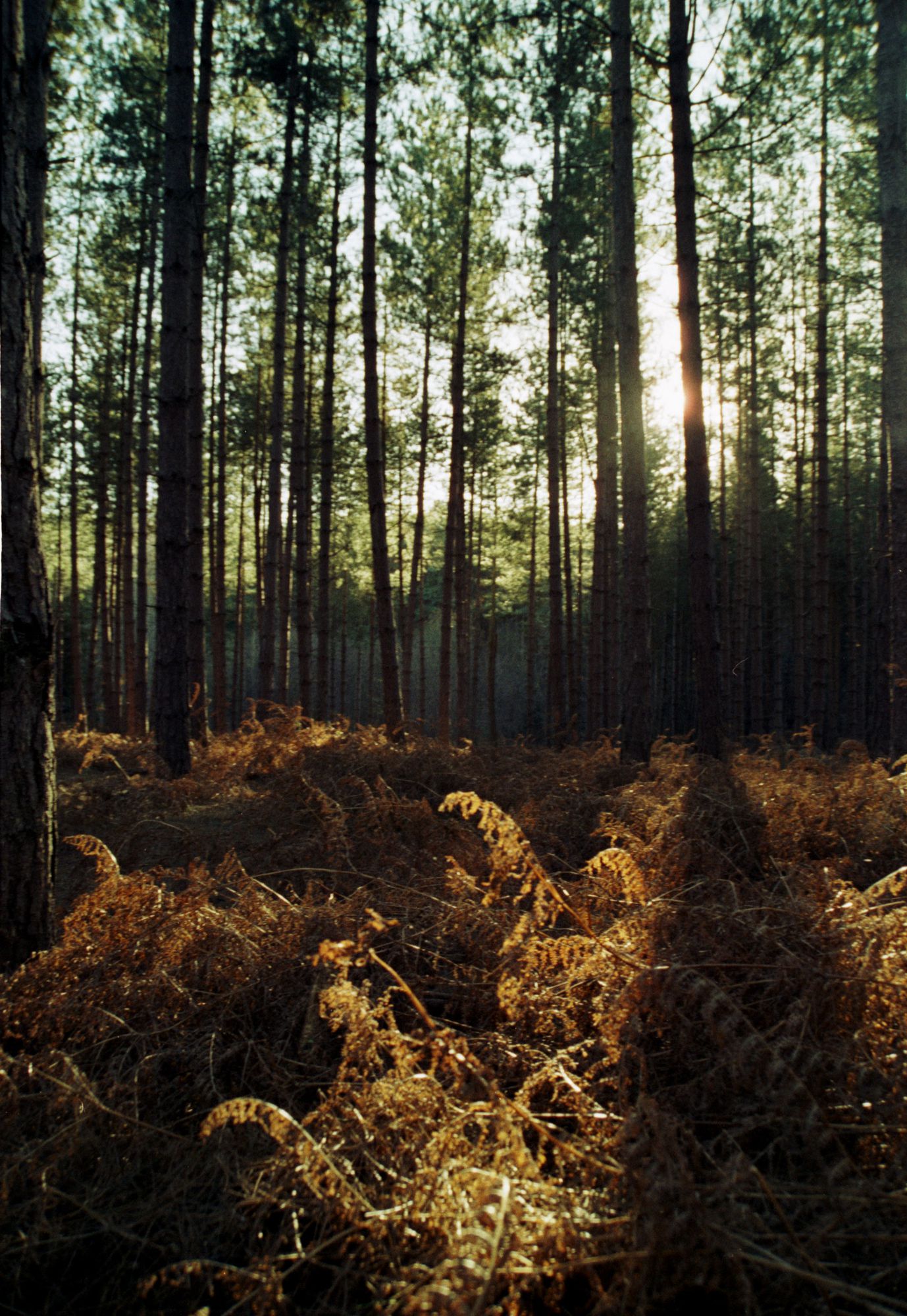 Broxbourne Wood - Winter Ferns