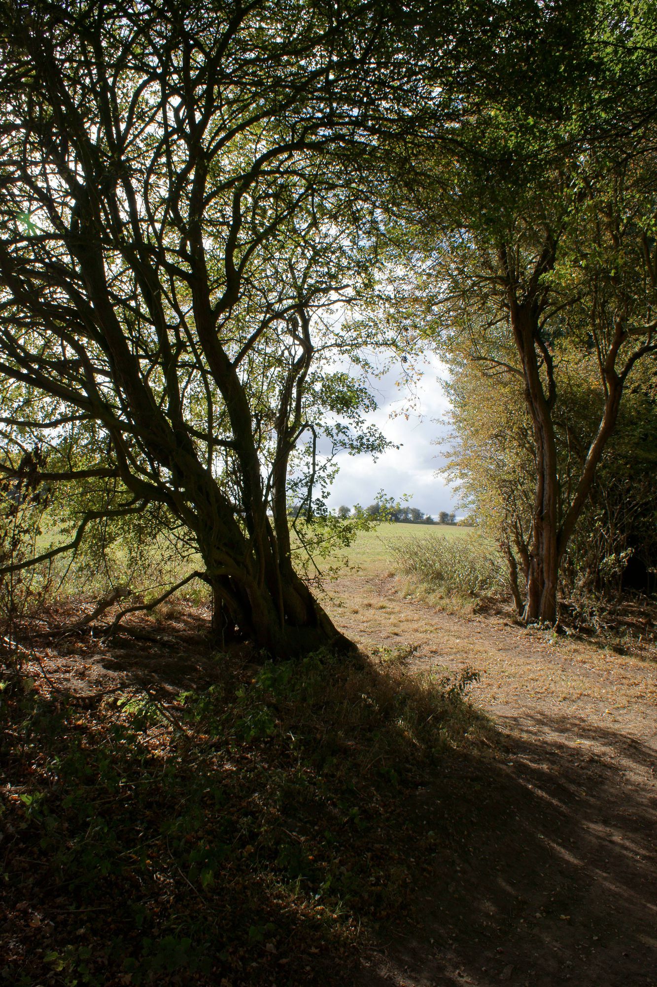 Cromer Hyde path
