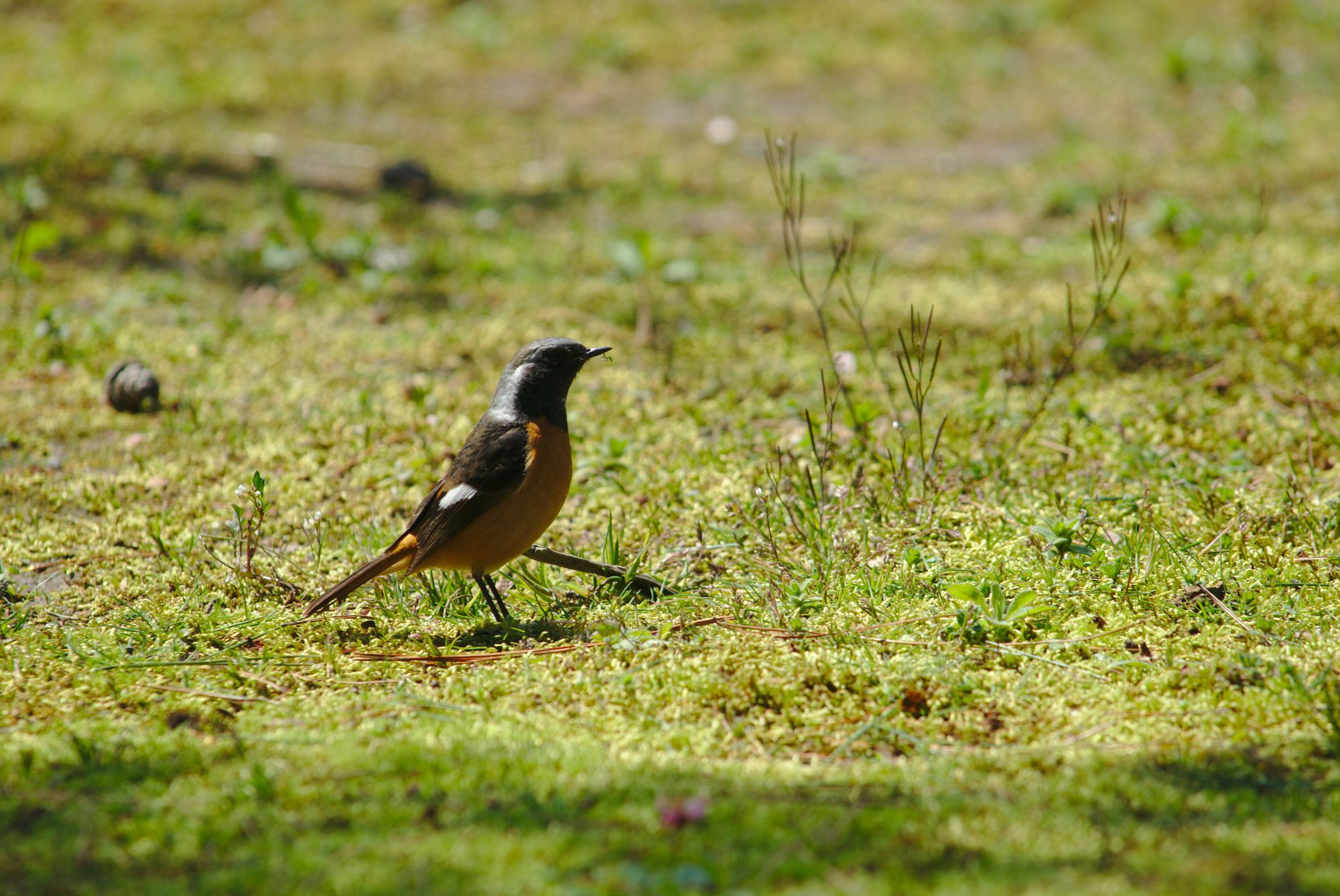 Daurian Redstart at Kenroku-en Kanazawa