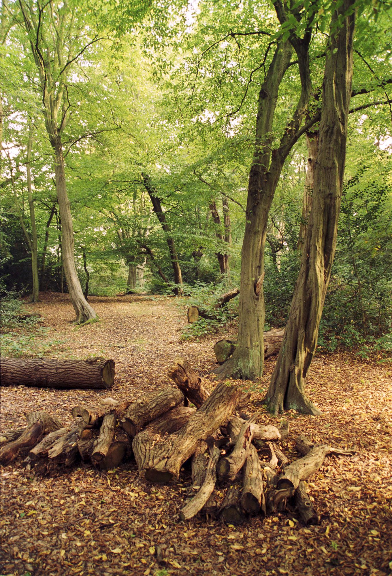Epping forest 1