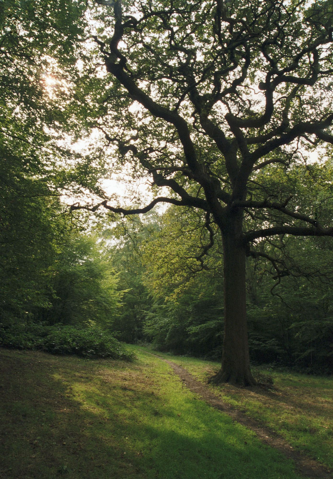 Epping forest 2