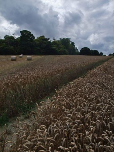Field near Ellesborough