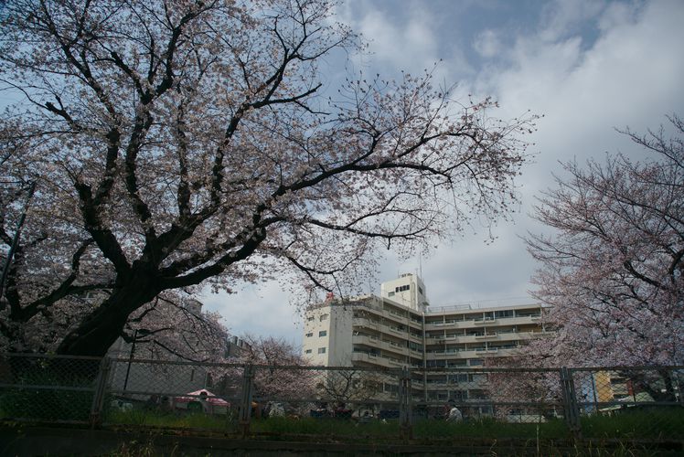 Harajuku Sakura