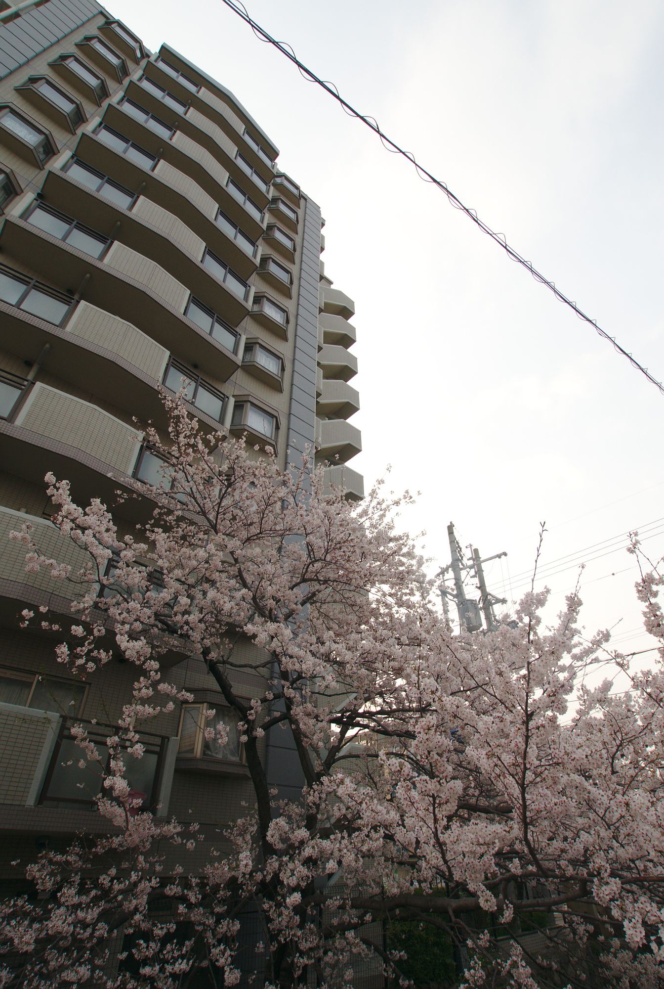 Kyoto Apartment Block with Sakura