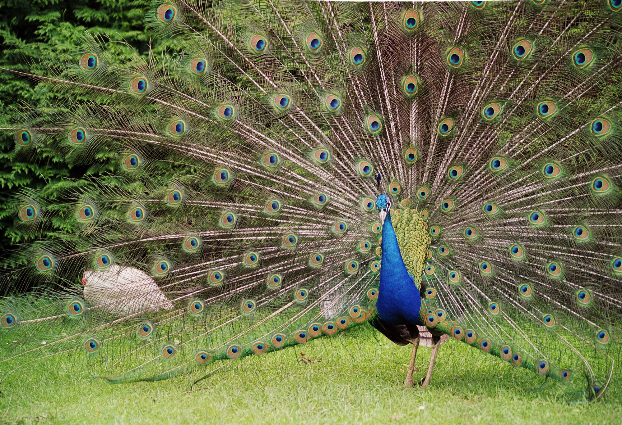 Peacock and hen
