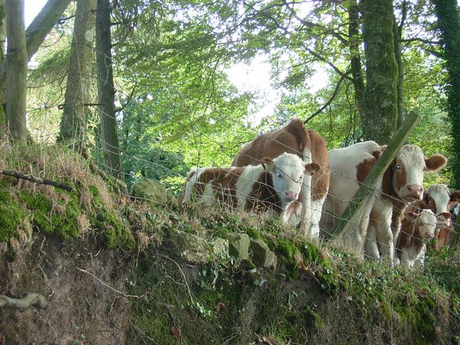 Possessed Cattle of Dartmoor