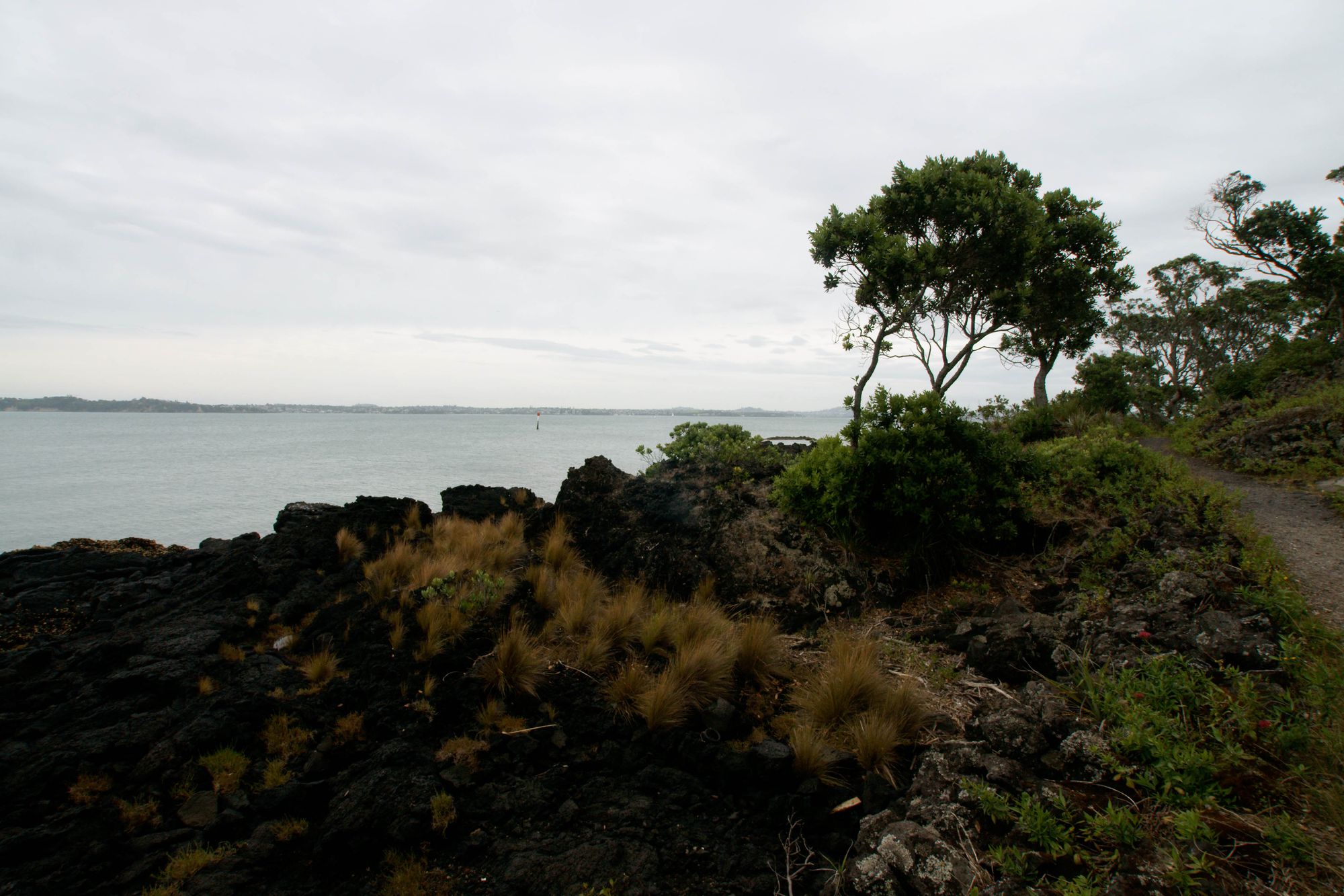 Rangitoto Island 15