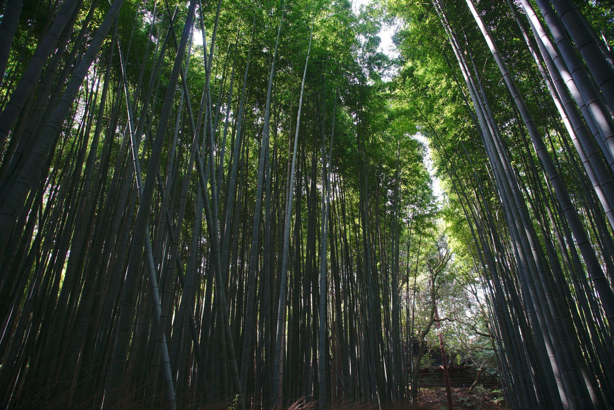 Sagano Bamboo Forest Kyoto 01
