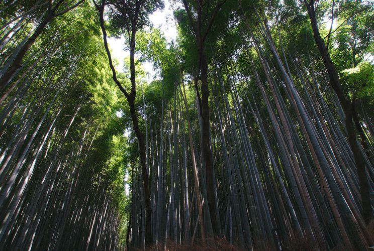Sagano Bamboo Forest Kyoto 02
