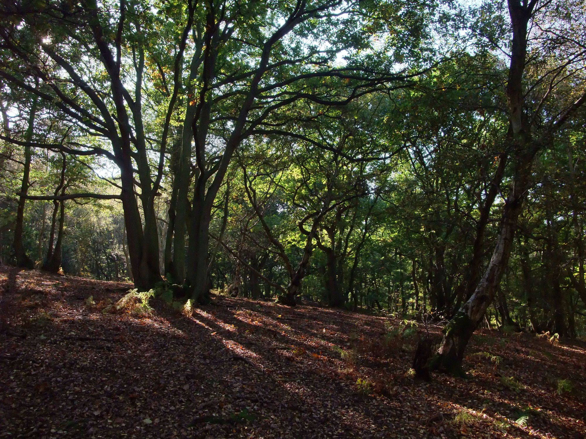 Stockgrove Country Park - Bakers Wood 2