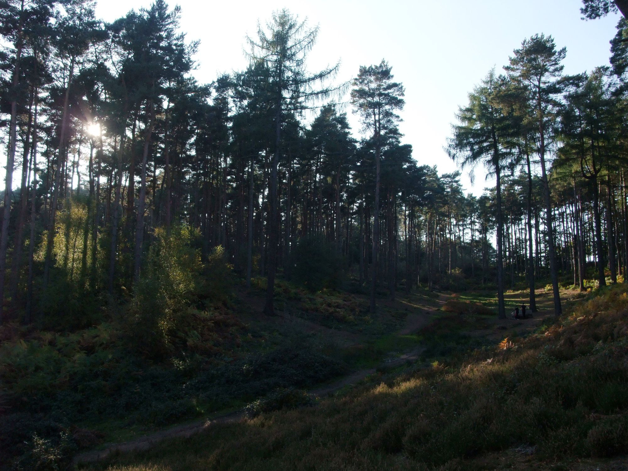 Stockgrove Country Park - Bakers Wood 3