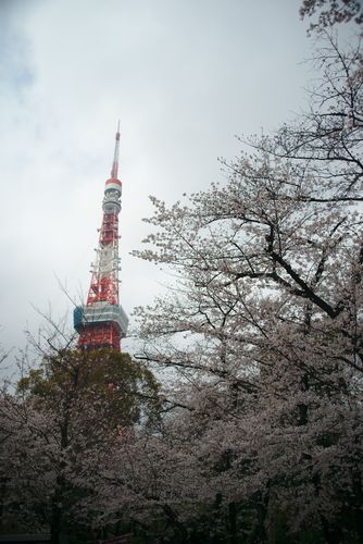 Tokyo Tower from Shiba Park