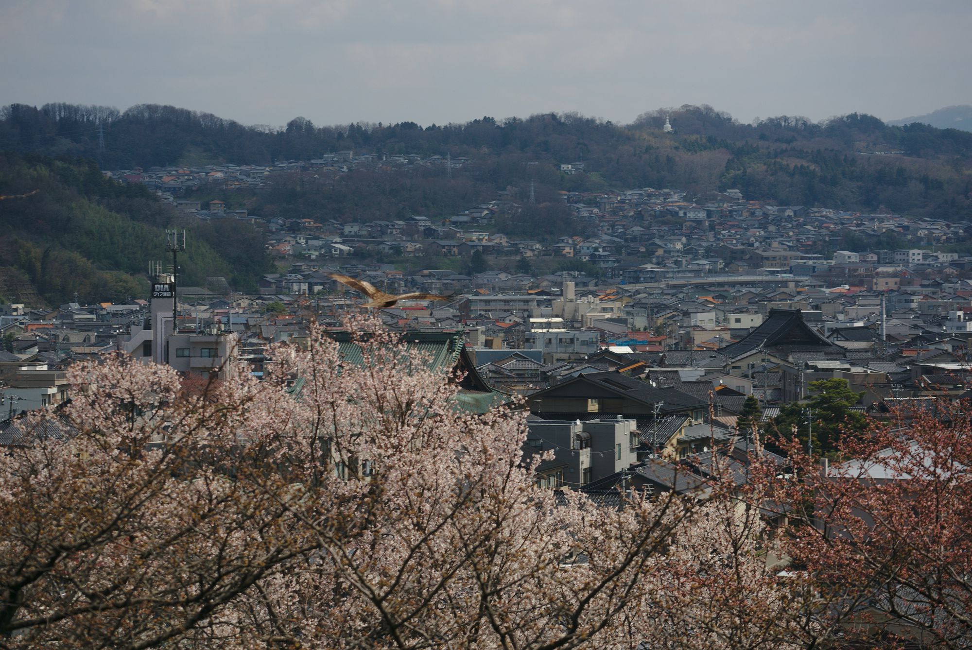View from Kenroku-en Kanazawa with Black Kite
