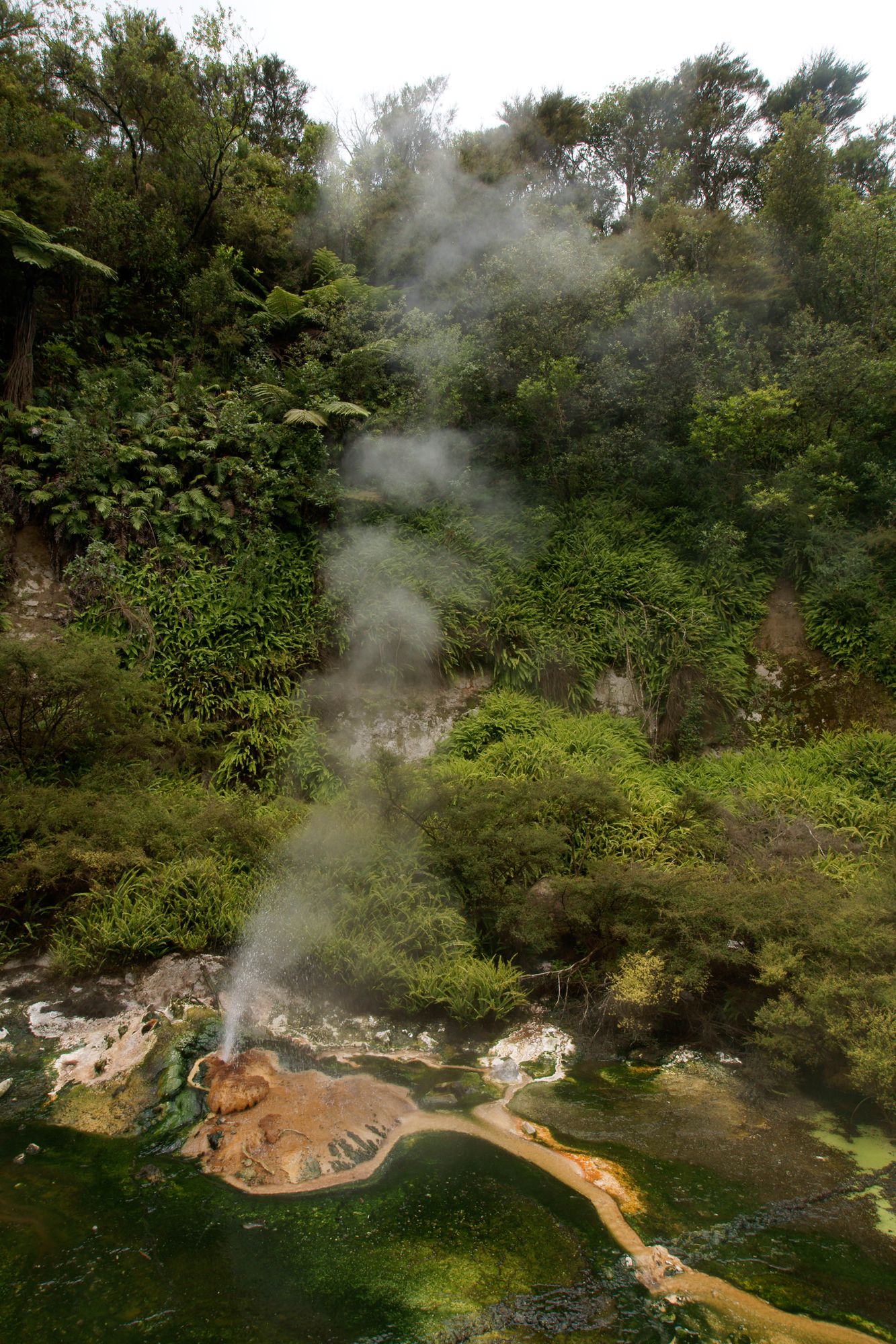 Waimangu Volcanic Valley  12