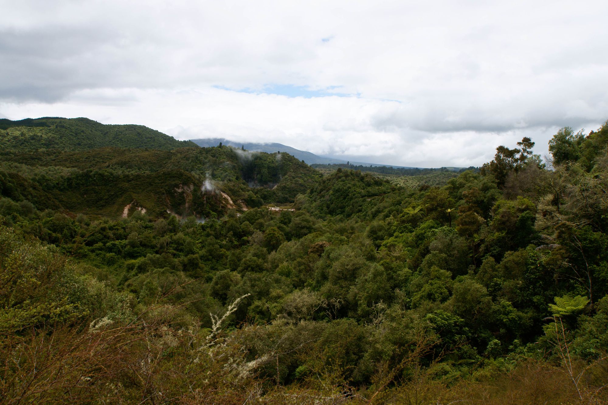 Waimangu Volcanic Valley  16