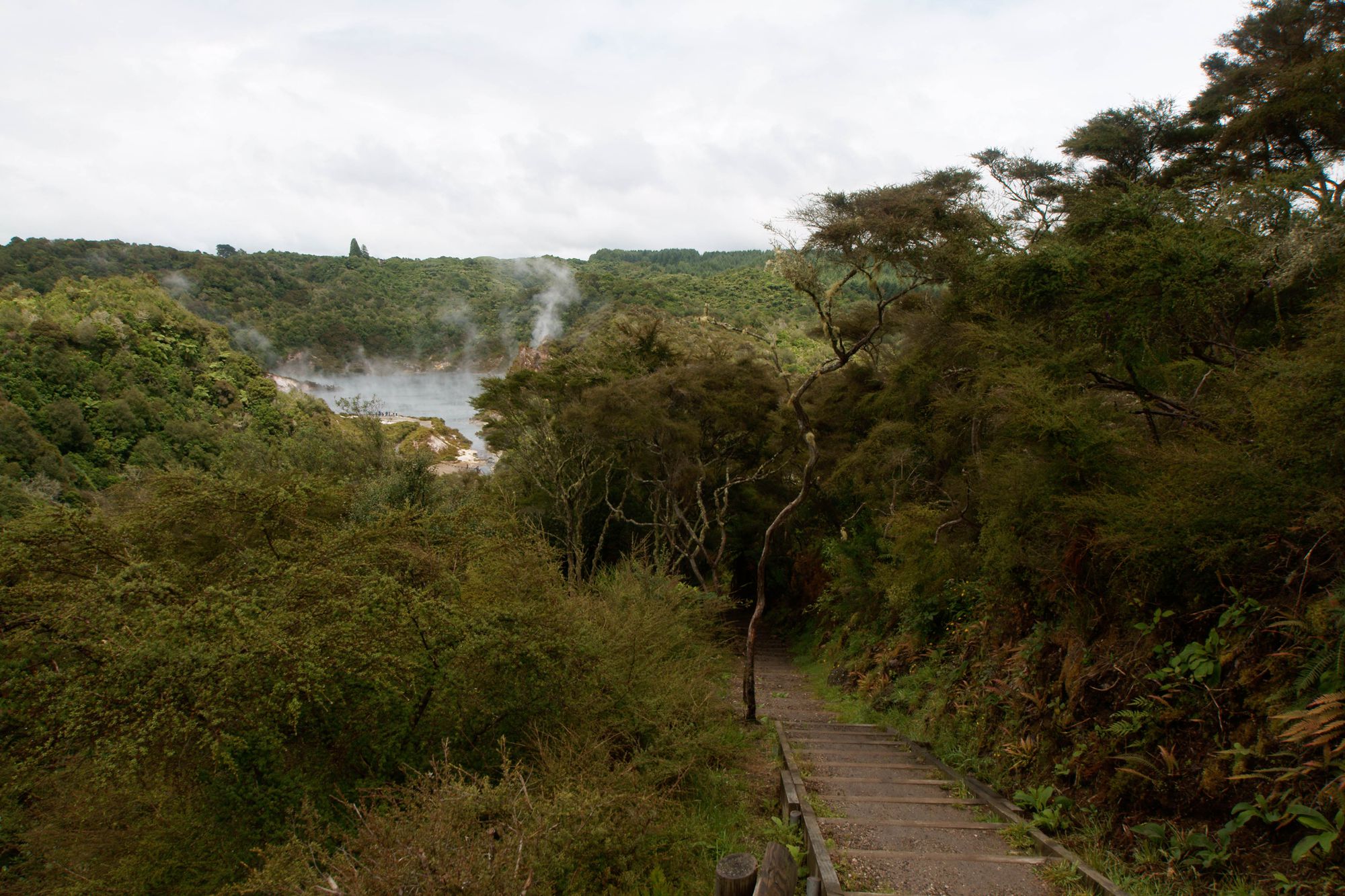 Waimangu Volcanic Valley  4